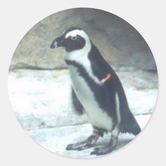 Autocollant de pingouin (Devant)