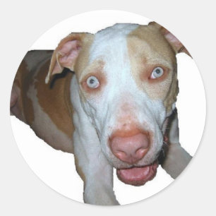 autocollant de pitbull observé par bleu