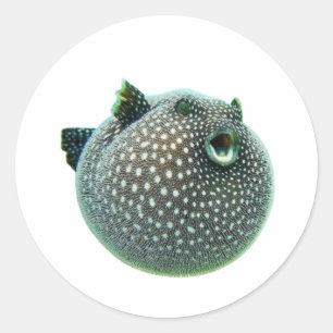 Autocollant de poisson-grenouille tacheté amusant