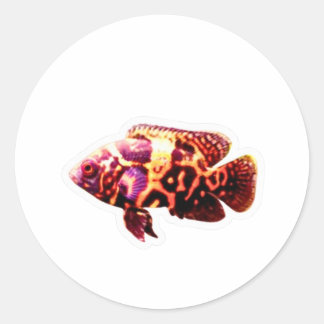 Autocollant de poisson Oscar Tigre de feu, Ci aqua