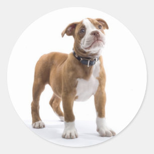Autocollant de salutation Chien Boxer Puppy Love