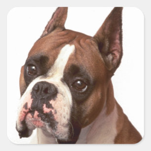 Autocollant de salutation Chien Boxer Puppy Love