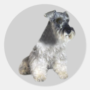 Autocollant de Schnauzer miniature