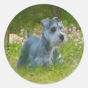 Autocollant de Schnauzer miniature