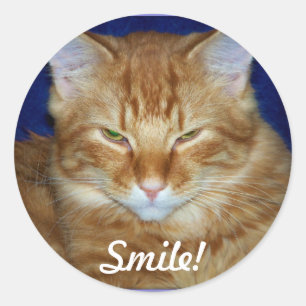 Autocollant de sourire de chat Tabby orange