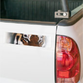 Autocollant de tigre (Sur camion)