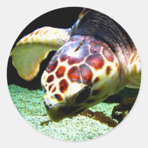 Autocollant de tortue de mer