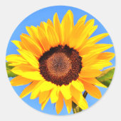 Autocollant de tournesol jaune (Devant)