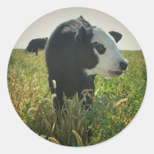 Autocollant de vache en pâturage