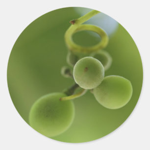 Autocollant de vigne de raisins verts riches éléga