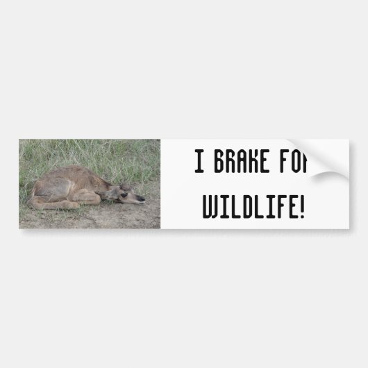 Autocollant De Voiture A6 Baby Pronghorn Antelope (Devant)