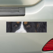 Autocollant De Voiture Adhésif pour pare-chocs de Berner Sennenhund (En voiture)