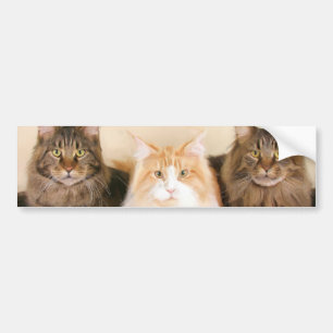 Autocollant De Voiture Adhésif pour pare-chocs de chats de ragondin du