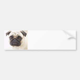 Autocollant De Voiture Adhésif pour pare-chocs de chien de carlin