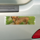 Autocollant De Voiture Adhésif pour pare-chocs de Daschund (En voiture)