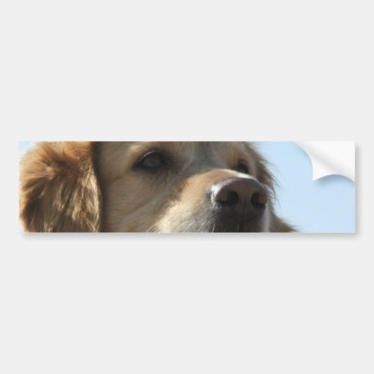 Autocollant De Voiture Adhésif pour pare-chocs de golden retriever (Devant)