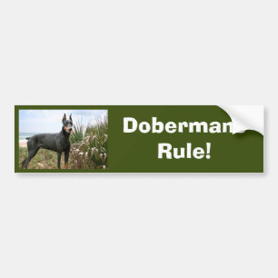 Autocollant De Voiture Adhésif pour pare-chocs de Pinscher de dobermann