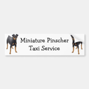 Autocollant De Voiture Adhésif pour pare-chocs de Pinscher miniature