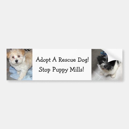 Autocollant De Voiture Adoptez un chien de Resuce - chiots de Havanese (Devant)