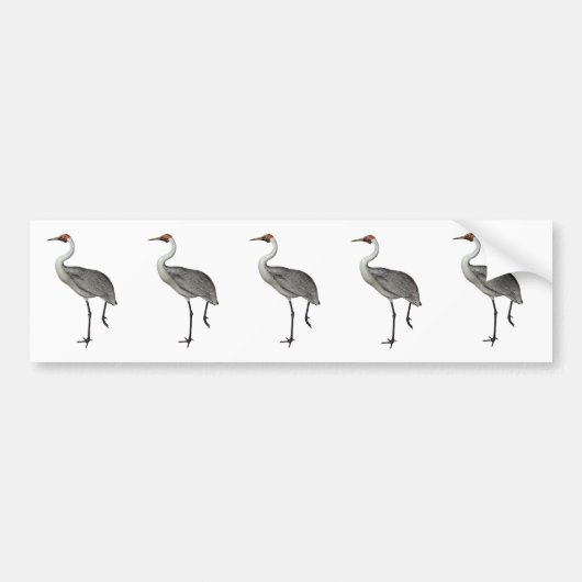 Autocollant De Voiture Australien Brolga (Devant)