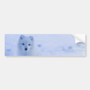 Autocollant De Voiture Beau renard arctique