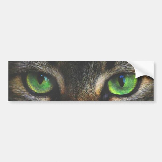 Autocollant De Voiture Beaux yeux de chat Tabby (Devant)
