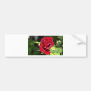 Autocollant De Voiture Belle Rose rouge profonde