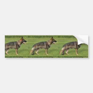 Autocollant De Voiture Berger Allemand Sable Complet