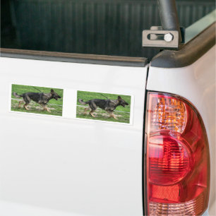 Autocollant De Voiture berger allemand sable promenade