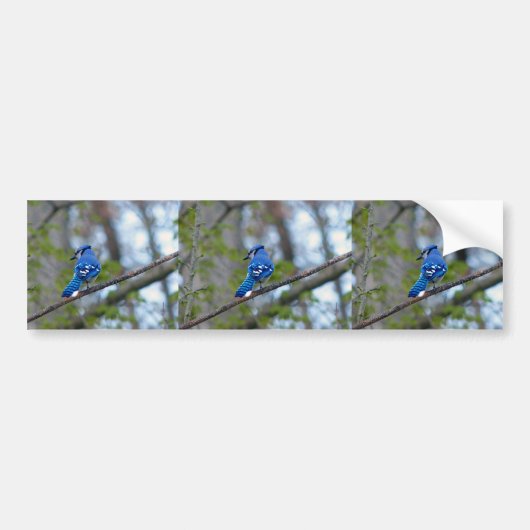 Autocollant De Voiture Blue Jay (Devant)