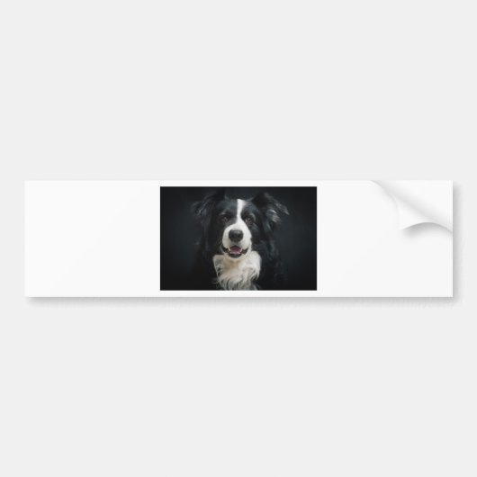 Autocollant De Voiture border collie (Devant)