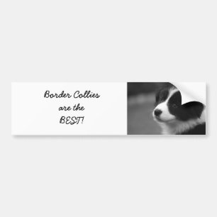 Autocollant De Voiture Border Collies are the BEST !