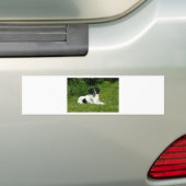 Autocollant De Voiture Bordure Collie (En voiture)