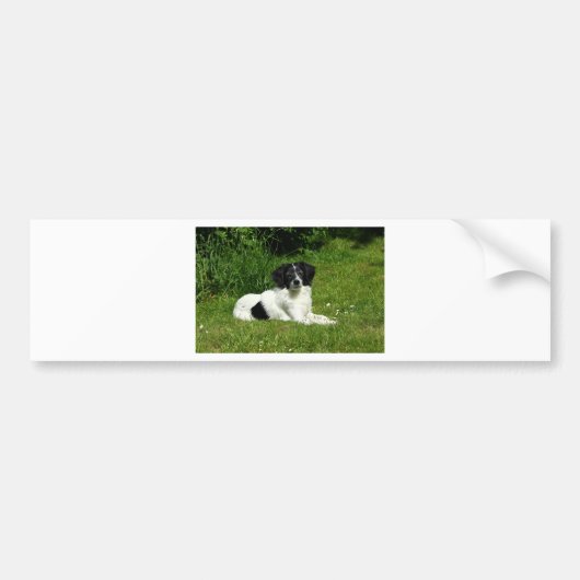 Autocollant De Voiture Bordure Collie (Devant)