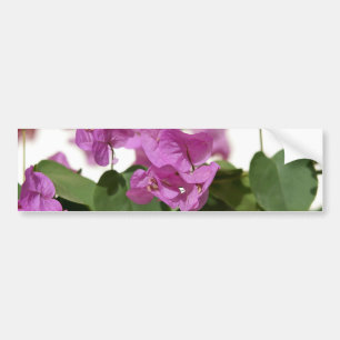 Autocollant De Voiture Bougainvillea