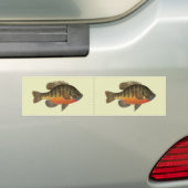 Autocollant De Voiture Brise de Bluegill (En voiture)