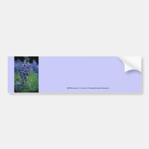 Autocollant De Voiture Bumbersticker/Bluebonnet de Texas