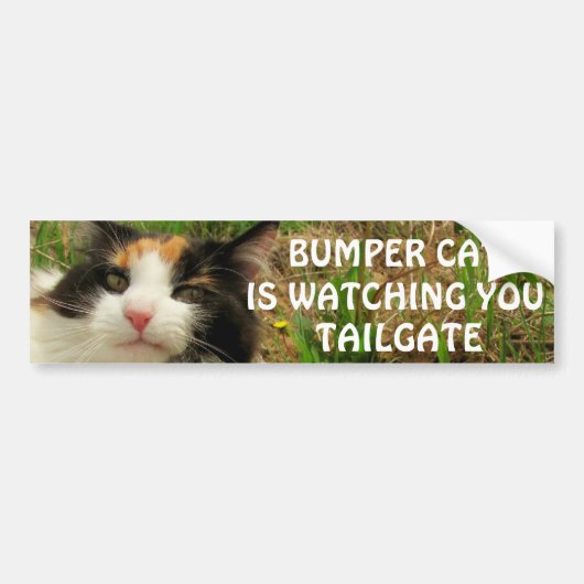 Autocollant De Voiture Bumper Cat regarde TAILGATE 8 (Devant)