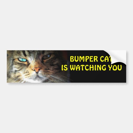 Autocollant De Voiture Bumper Cat vous regarde 4 (Devant)
