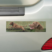 Autocollant De Voiture Bumpersticker de Retriever de la Baie de (En voiture)