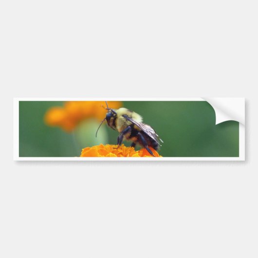 Autocollant De Voiture Busy Bee (Devant)