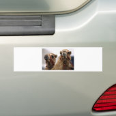 Autocollant De Voiture Camels (En voiture)