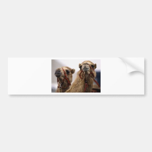 Autocollant De Voiture Camels (Devant)