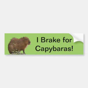 Autocollant De Voiture Capybara