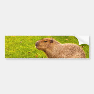 Autocollant De Voiture Capybara