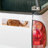Autocollant De Voiture Chameau pour l'adhésif pour pare-chocs d'Arabes (Sur camion)