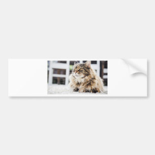 Autocollant De Voiture Chat profondément dans la pensée