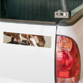 Autocollant De Voiture Chevaux (Sur camion)