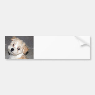 Autocollant De Voiture Chiot de Havanese