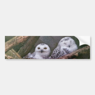 Autocollant De Voiture Chouette Harfang Couple Art Bois Faune